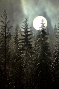 Mondbeschienener Winterwald von Christina Sillen