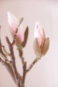Rosa Magnolienknospen von Christina Sillen