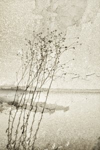 Rustikale botanische Studie von Christina Sillen
