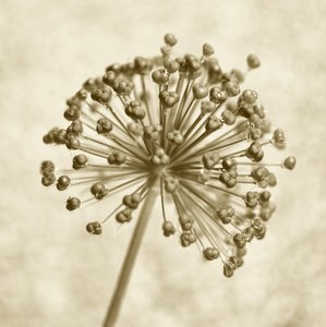 Sepia Allium Kugel