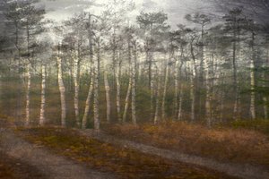 Serener Birkenwald von Christina Sillen
