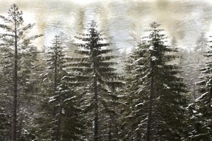 Verschneiter Winterwald