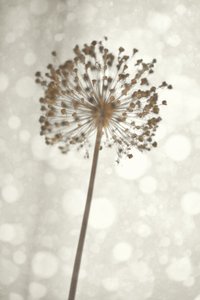Weiche Alliumblüte von Christina Sillen