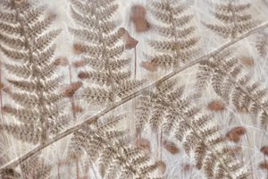 Weiche Herbstfarne von Christina Sillen