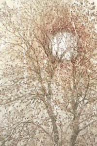 Weicher Herbstbaum von Christina Sillen