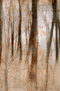 Sanfte Herbstwälder von Christina Sillen