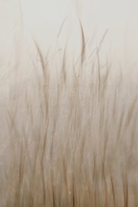 Weiches beiges Gras von Christina Sillen