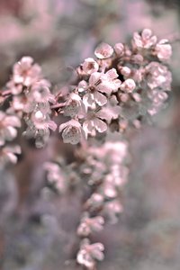 Zarte rosa Blüten von Christina Sillen
