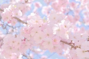 Sanfte rosa Kirschblüten von Christina Sillen