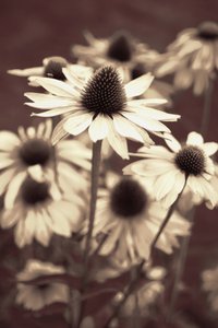 Weiche Sepia-Sonnenhüte von Christina Sillen