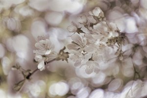 Weiche Frühlingsblüten von Christina Sillen