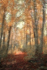 Sonnenbeschienener Waldweg