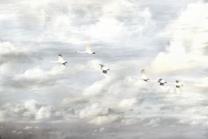 Schwäne im Flug von Christina Sillen