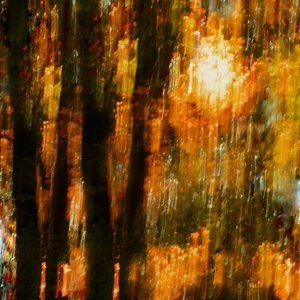 Lebendige Herbstbäume von Christina Sillen
