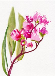 Lebhafte rosa Blüten von Christine Lindstrom