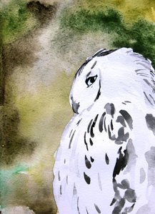 Aquarell Schneeeule von Christine Lindstrom