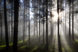 Nebliger Wald mit Sonnenstrahlen
