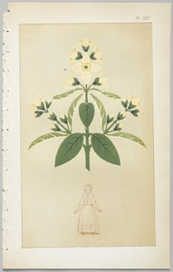 Die Kunst des dekorativen Designs: mit einem Anhang, der die Stunden des Tages angibt, zu denen Blumen öffnen, veröffentlicht von Day & Son, London, 1862 von Christopher Dresser