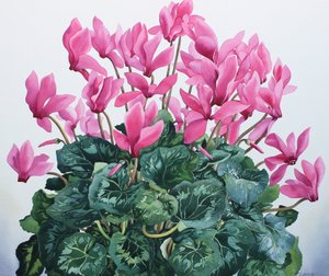 Cyclamen Porträt