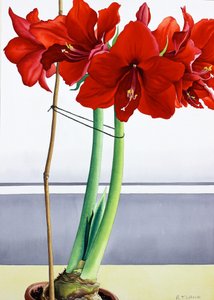Rote Amaryllis 2
