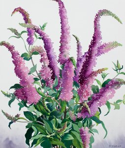 Wilde Buddleia