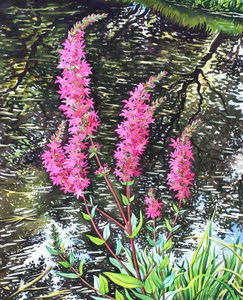 Wilde Blutweiderich von Christopher Ryland