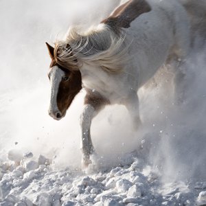 Dynamisches Pferd im Schnee