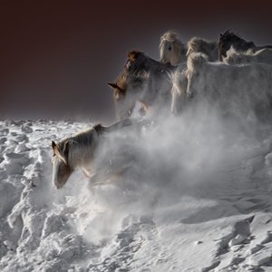 Galoppierende Schneepferde