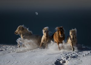 Galoppierende Schneepferde