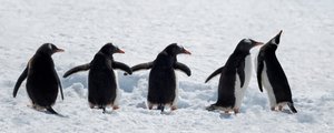 Pinguine auf einem verschneiten Spaziergang von Chuanxu Ren