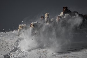 Wilde Pferde im Schnee