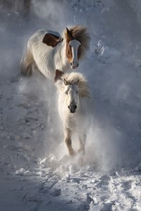 Wilde Winterpferde