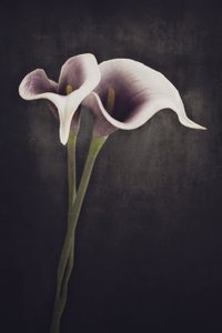 von Cicek Kiral