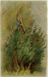 Tucheler Heide (Waldstudie)