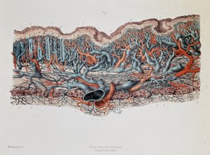 Makroskopische Anatomie der Schleimhäute des Darms, Claude Bernard, Bibl. der medizinischen Fakultät