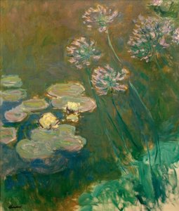 Seerosen und Agapanthus