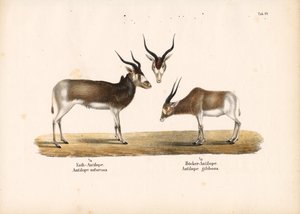 Addax- und Buntbockantilopen