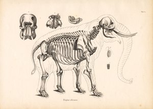 Skelettanatomie des Afrikanischen Elefanten