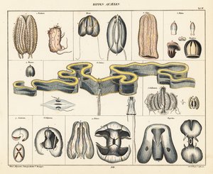 Anatomie der Quallenarten
