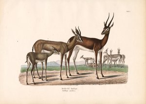 Arabischer Oryx in Halbwüste