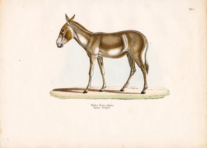 Asiatischer Wildesel oder Kulan