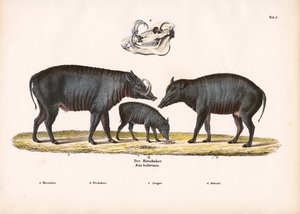 Babirusa-Familie mit Schädelansicht