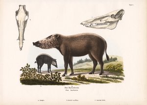 Bartschwein mit Jungtieren und Schädelansichten