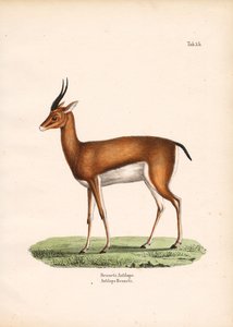Bennett-Gazelle in Seitenansicht