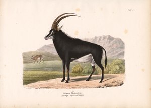 Schwarze Pferdeantilope
