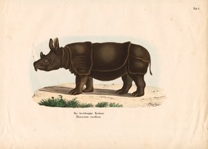 Schwarzes Nashorn von Conrad Kull