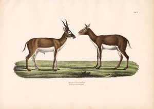Indische Antilopen von Conrad Kull
