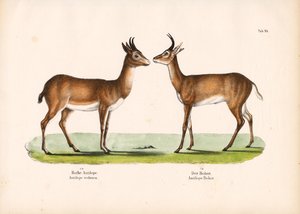 Bohor-Riedbock und Gewöhnlicher Riedbock