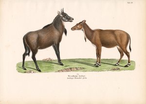 Bontebok oder Blesbok