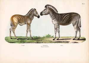 Burchell-Zebra (Tigerpferd) in verschiedenen Altersstufen